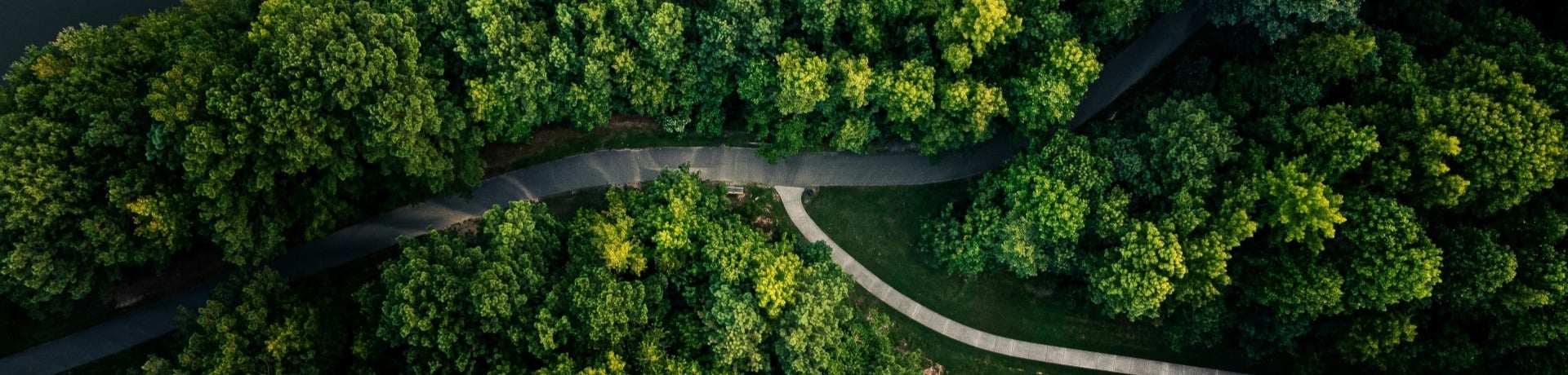Crossroads in a forest
