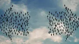 two flocks of birds in the sky two flocks of birds in the sky