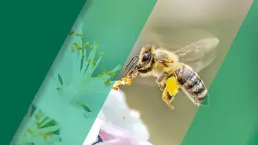Bee and Flower